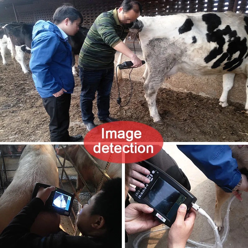 ручной ветеринарный диагностический ультразвуковой сканер для домашнего скота ручной портативный ультразвуковой сканер для ветеринарного применения Изображение 3
