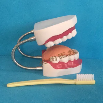 модель зубов во рту большого размера, обучение детей устной речи, чистка зубов, модель образовательного оборудования 1