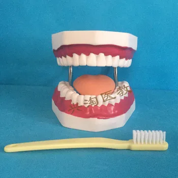 модель зубов во рту большого размера, обучение детей устной речи, чистка зубов, модель образовательного оборудования 2